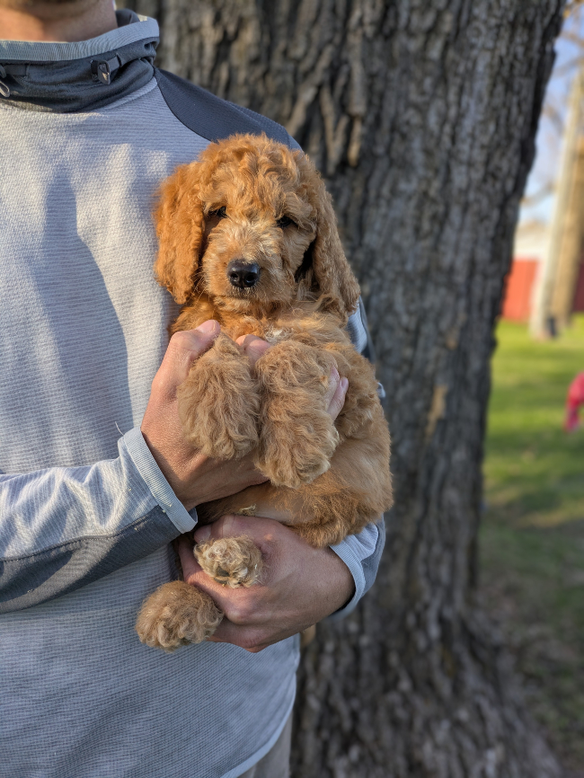 Cooper The Red Cedar Farms Goldendoodle!
