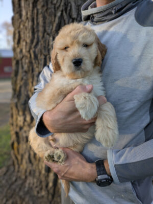 Meet Leo!