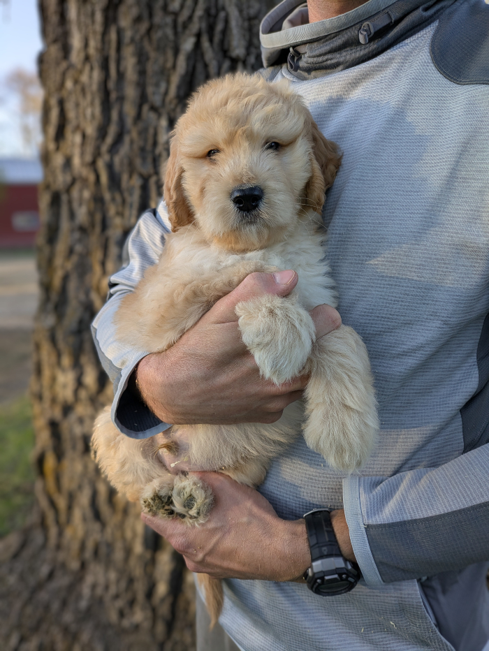 Leo The Red Cedar Farms Goldendoodle