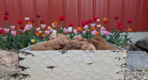 Red Cedar Farms Goldendoodle Puppies for sale