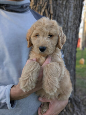 Meet Teddy!