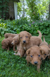Red Cedar Farms Goldendoodle Puppies