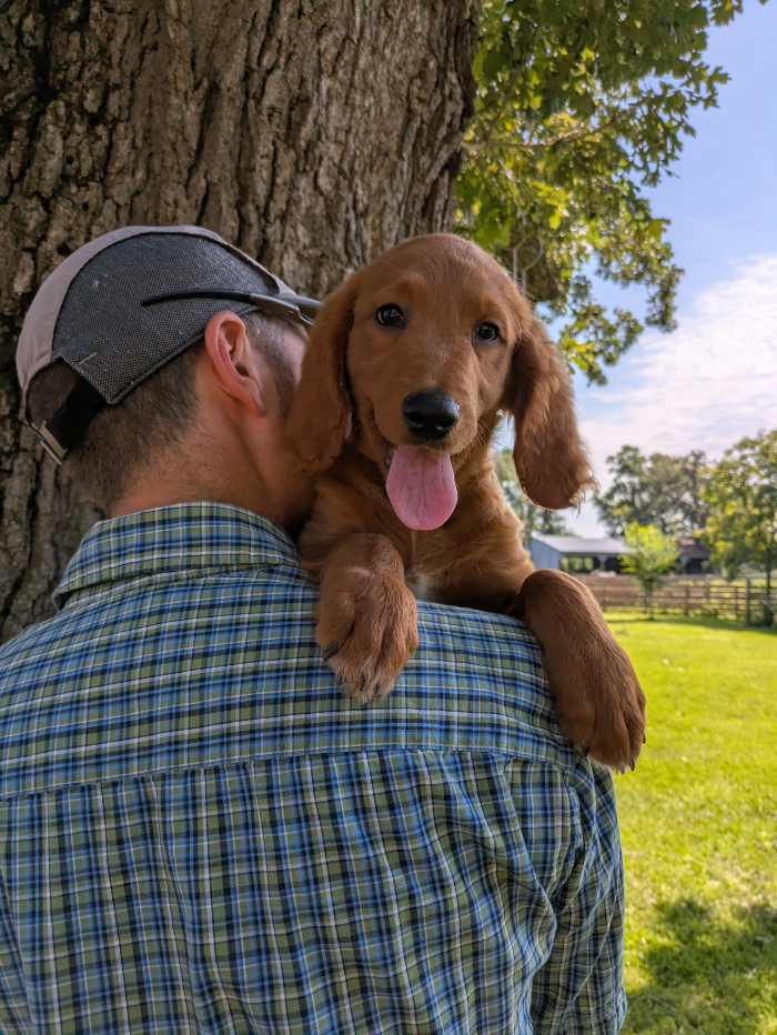 Beatrix The Red Cedar Farms Goldendoodle!