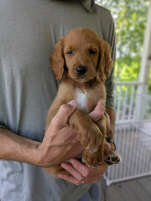 Meet Beatrix!