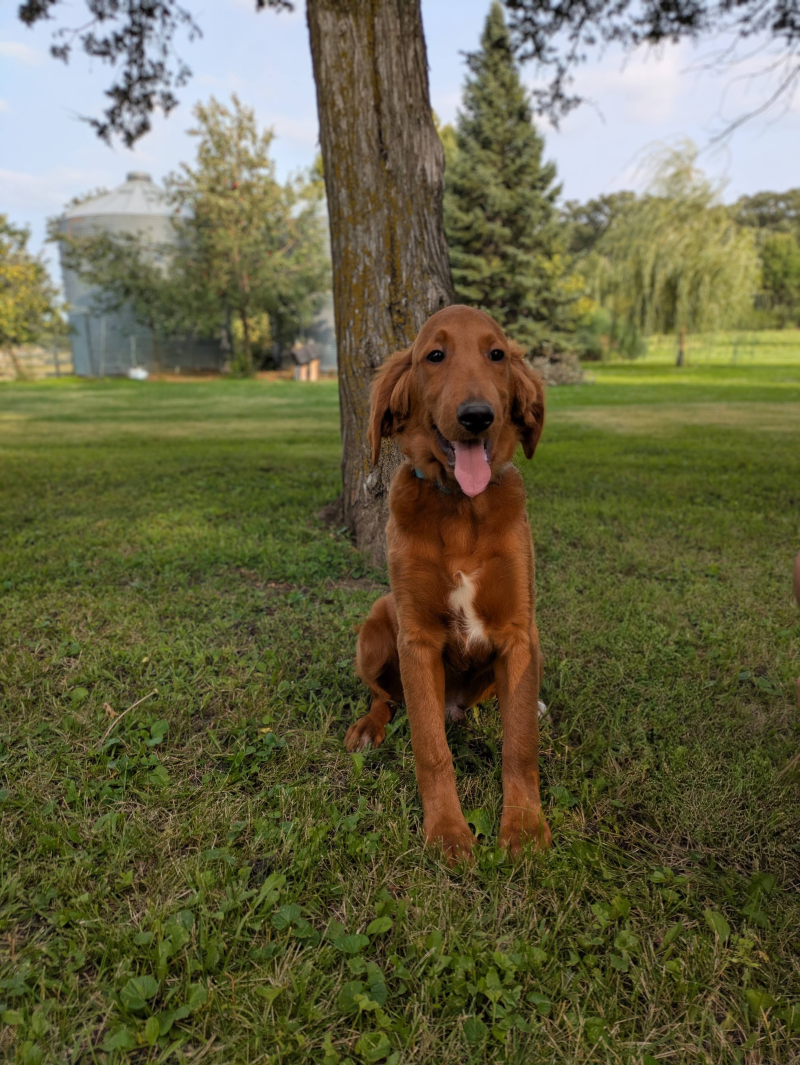 Benjamin The Red Cedar Farms Goldendoodle! (1)