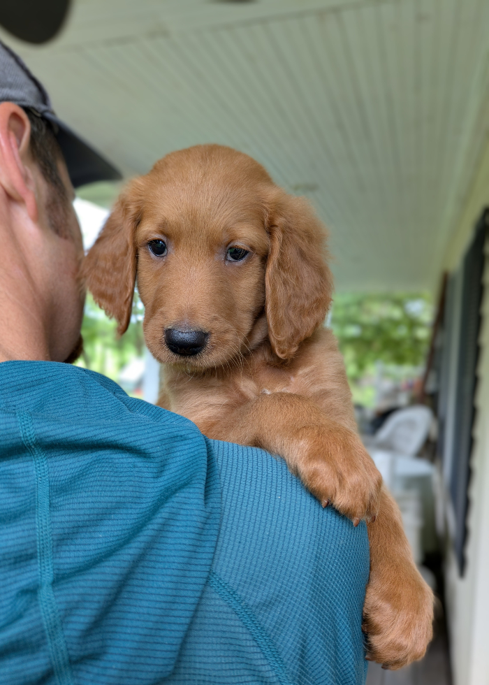 Benjamin The Red Cedar Farms Goldendoodle