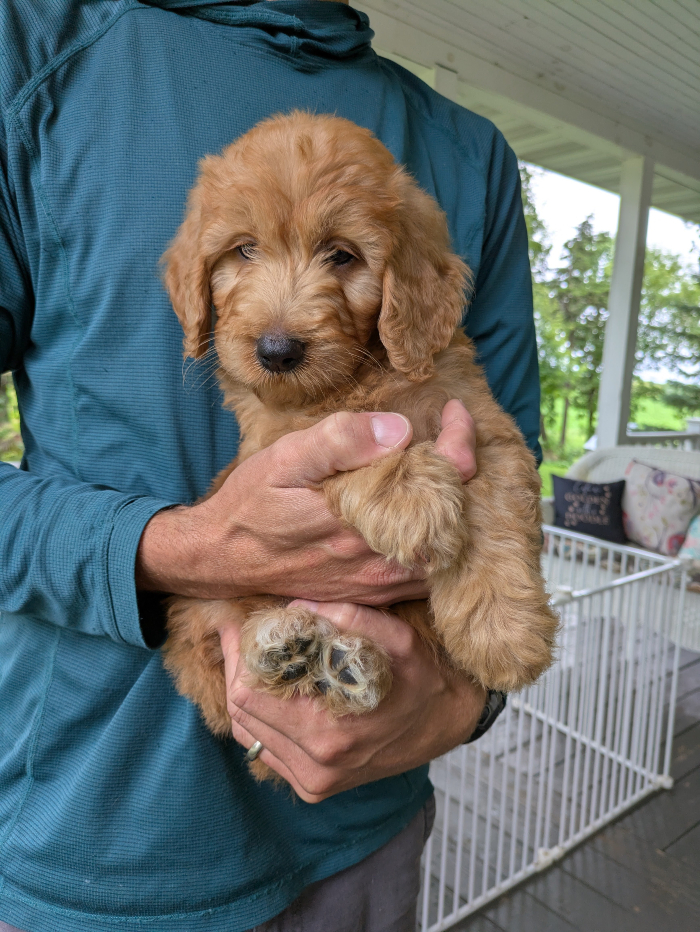 Nutkin The Red Cedar Farms Goldendoodle
