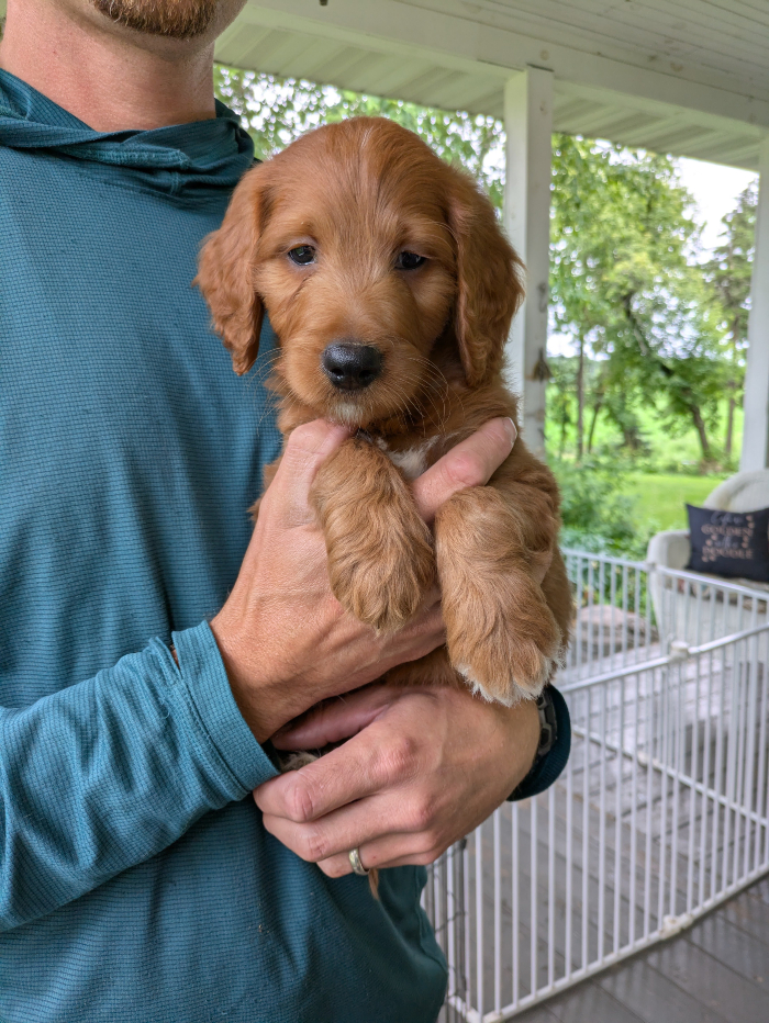 Peter The Red Cedar Farms Goldendoodle