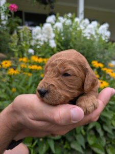 Red Cedar Farms Goldendoodle Puppies are available for adoption!