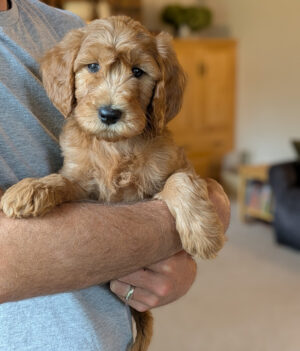 Meet Juniper!