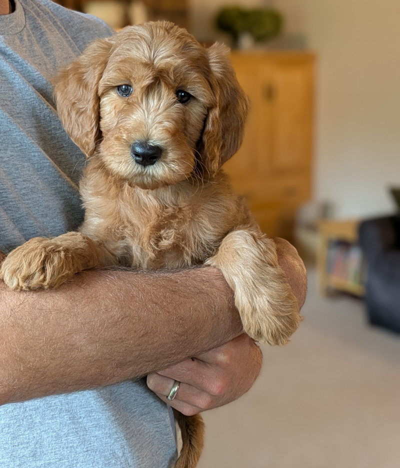 Juniper The Red Cedar Farms F1b Goldendoodle!