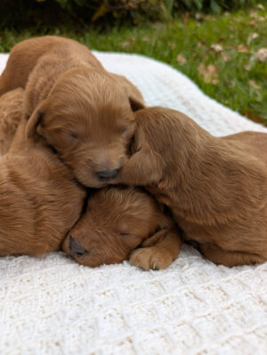 Meet Scarlett’s Goldendoodle Puppies!