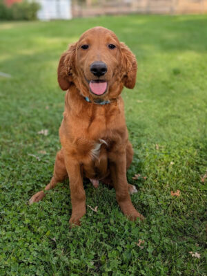 Meet Tod!