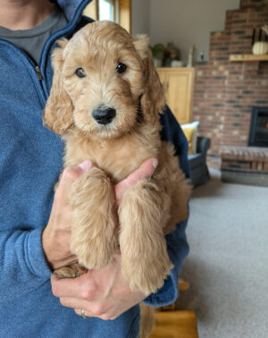 Meet Christopher Robin!