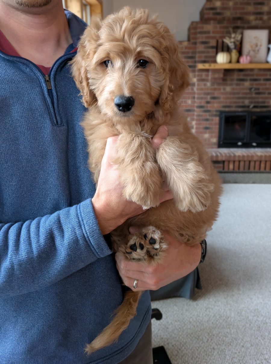 Meg The Red Cedar Farms Goldendoodle