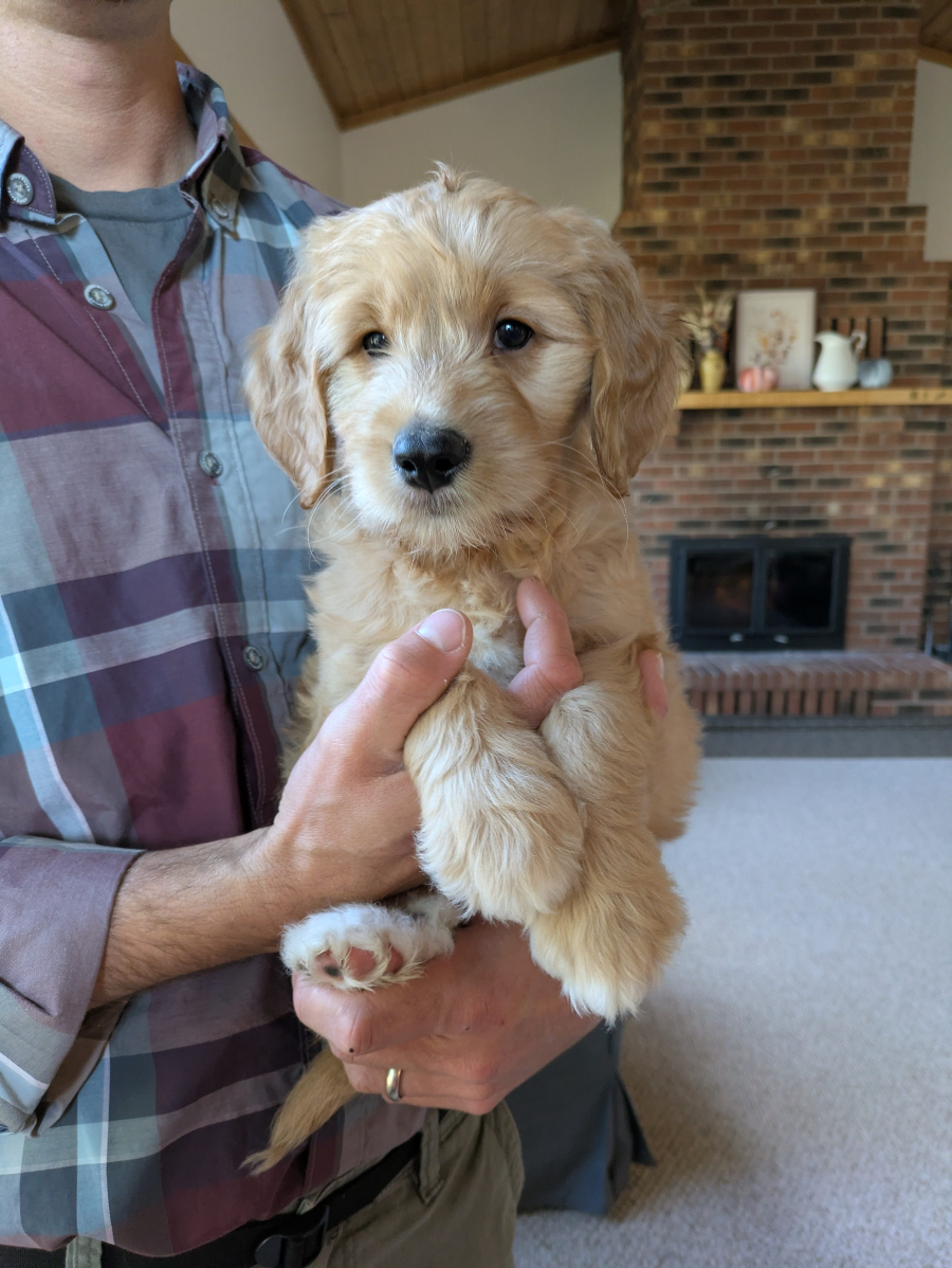 Paddington The Red Cedar Farms Goldendoodle