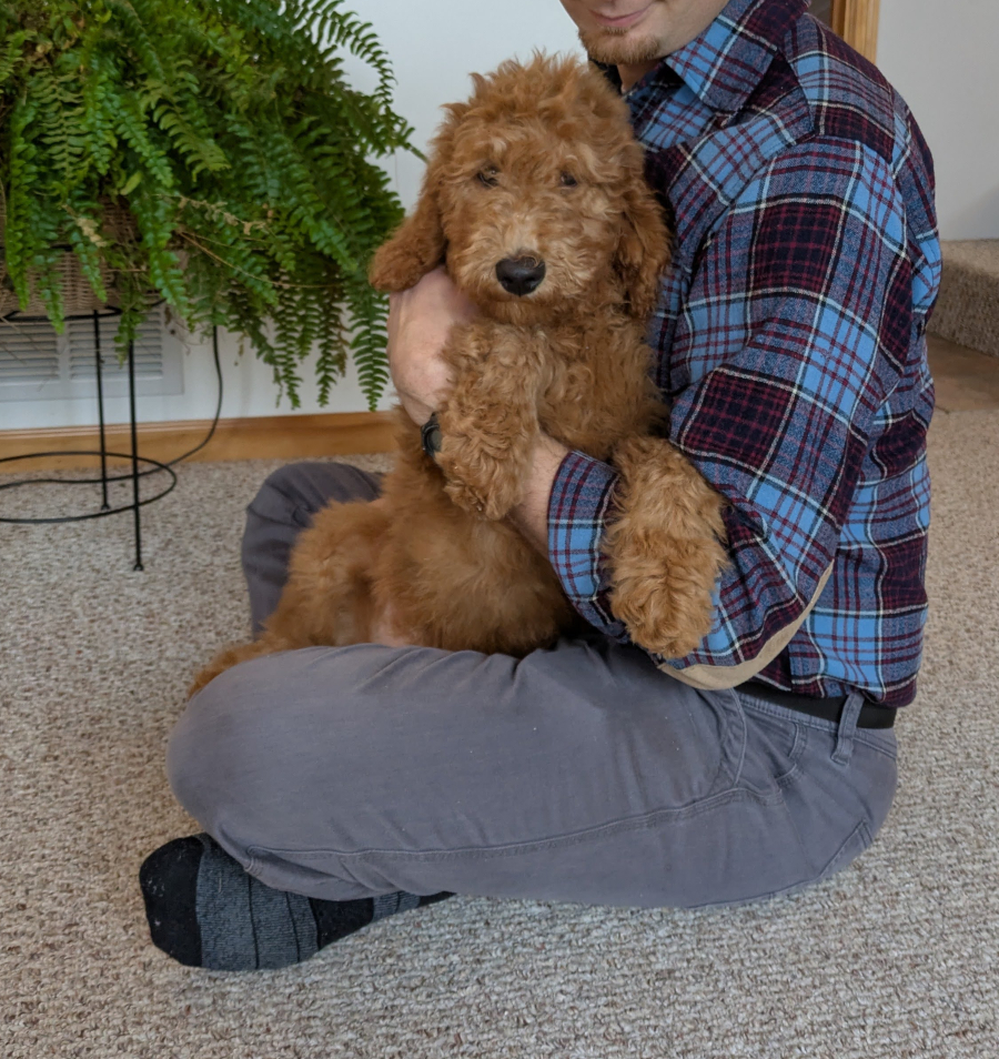 Meet Jack The Goldendoodle!