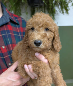 Meet Jack The Goldendoodle!