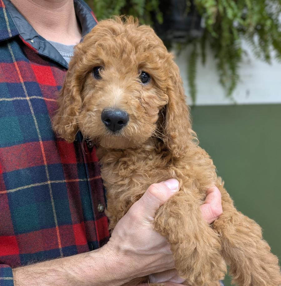 Meet Laura The Red Cedar Farms Golden Doodle!