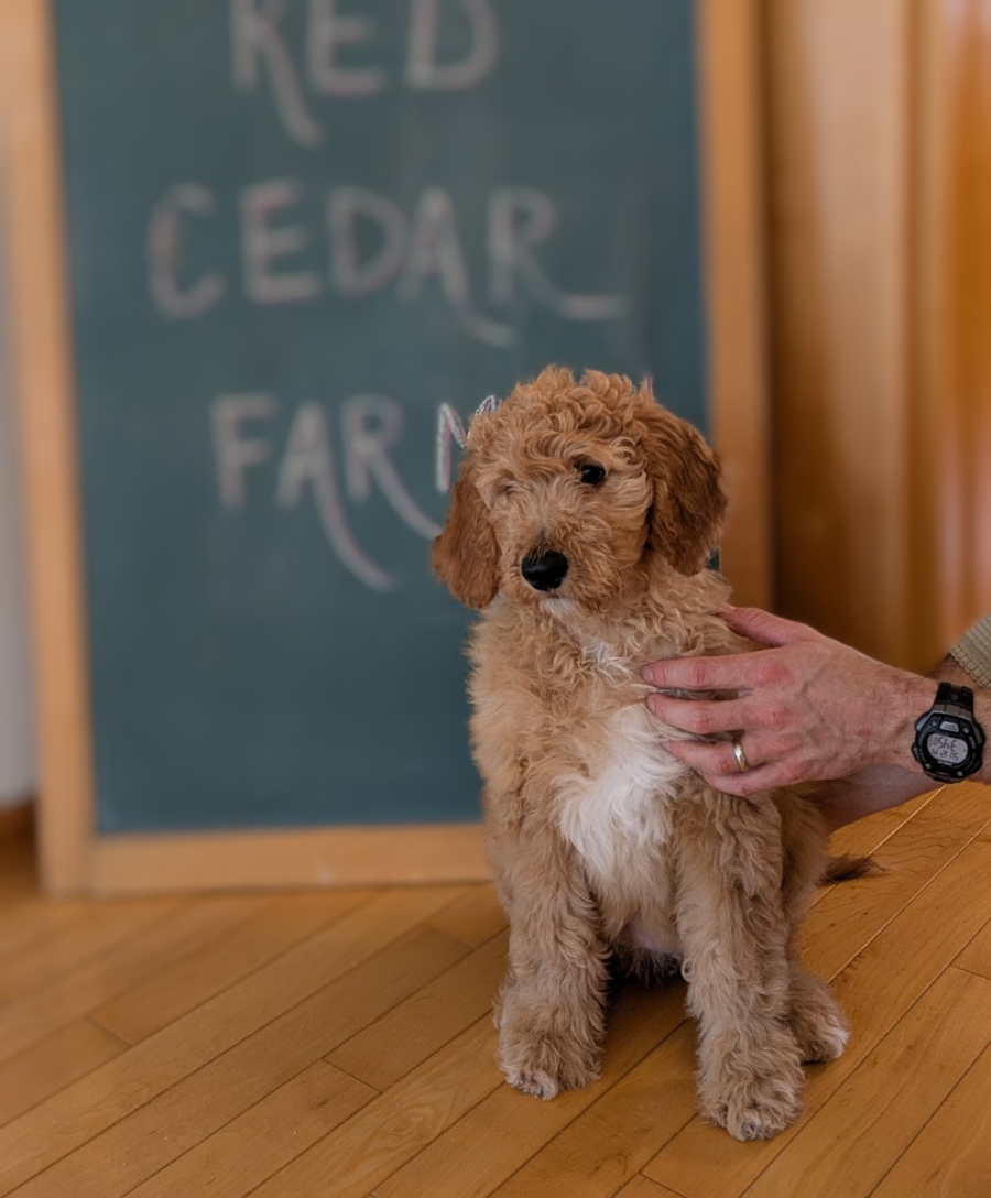 Lucy The Red Cedar Farms Goldendoodle (1)