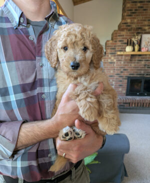 Meet Lucy The Golden Doodle!
