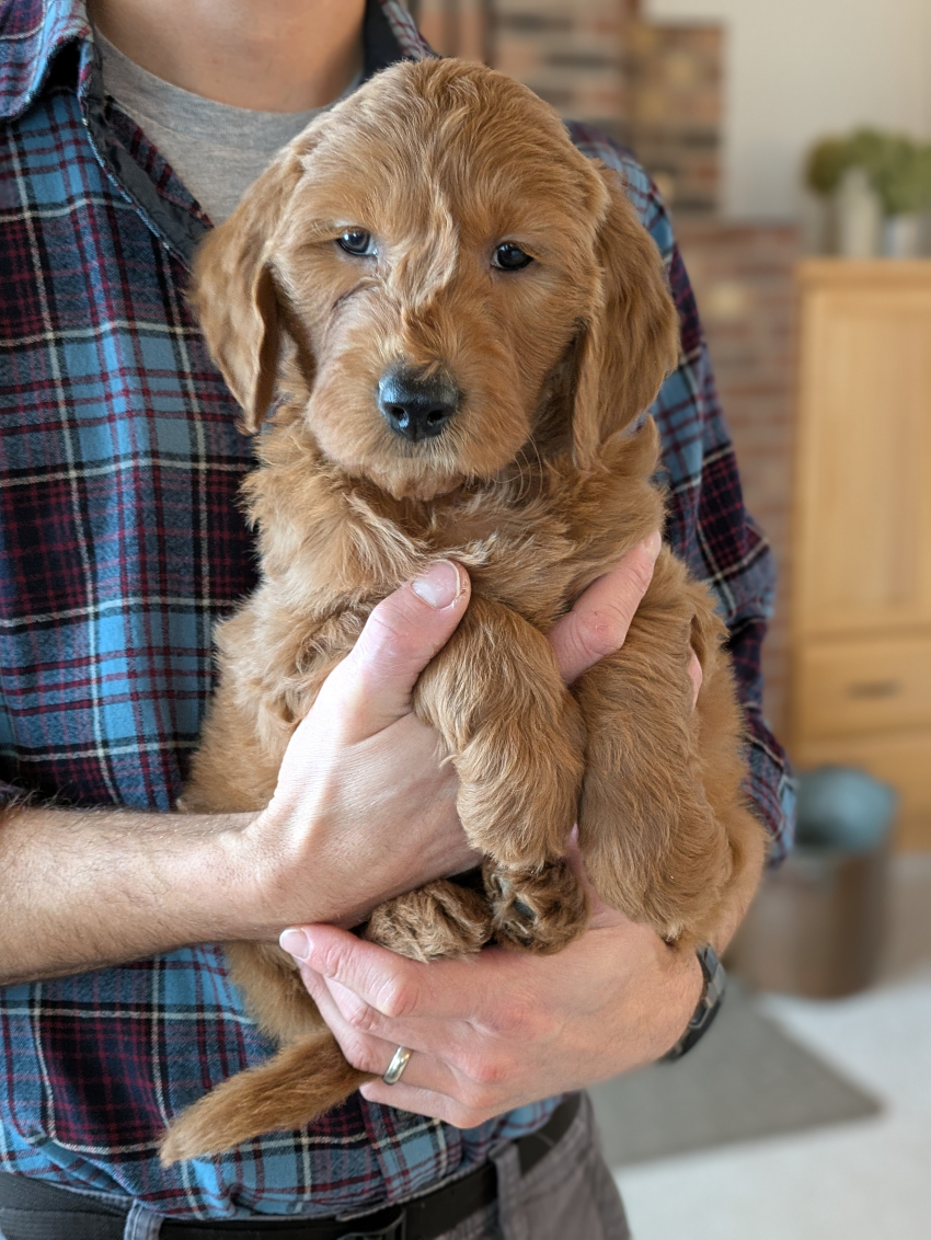 Meet Edmund The Red Cedar Farms Goldendoodle!