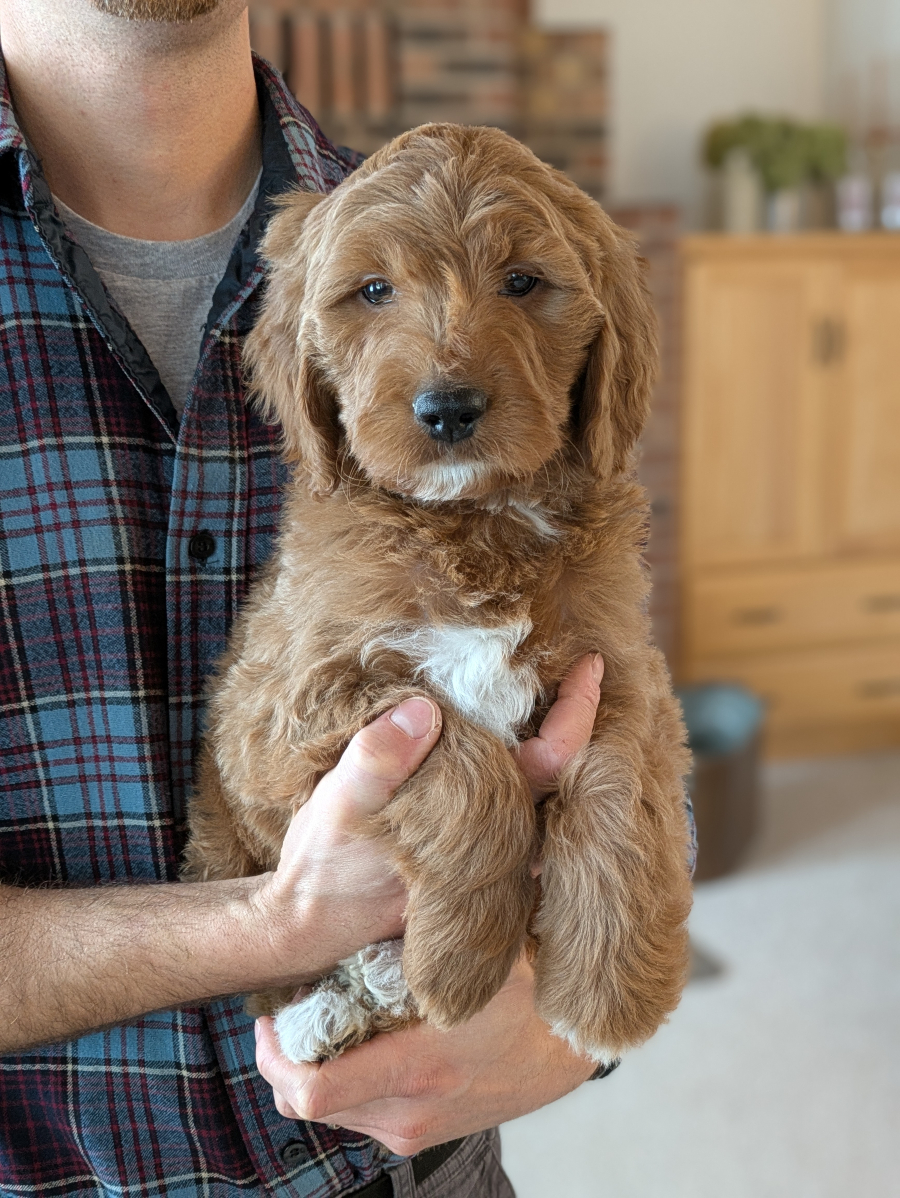 Meet Eustace The Goldendoodle!