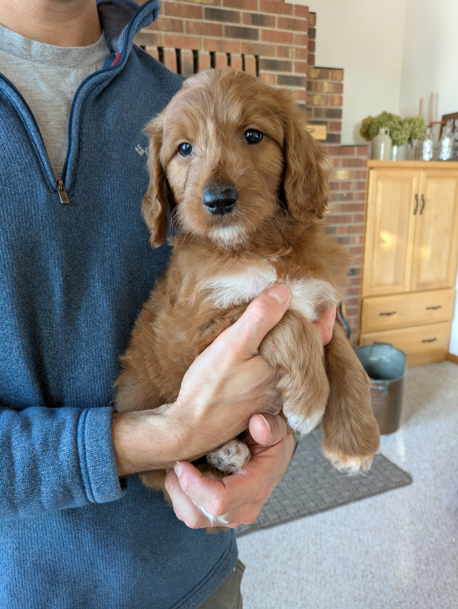 Meet Felicity The Goldendoodle!