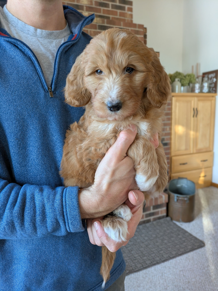 Meet Fiona The Goldendoodle!