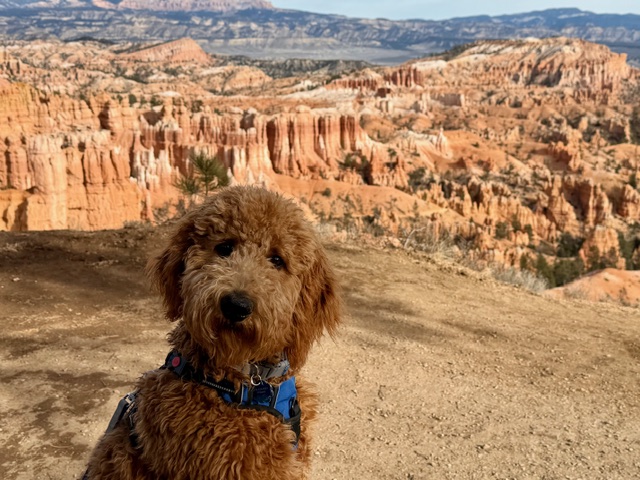 Ajax The Red Cedar Farms Goldendoodle!