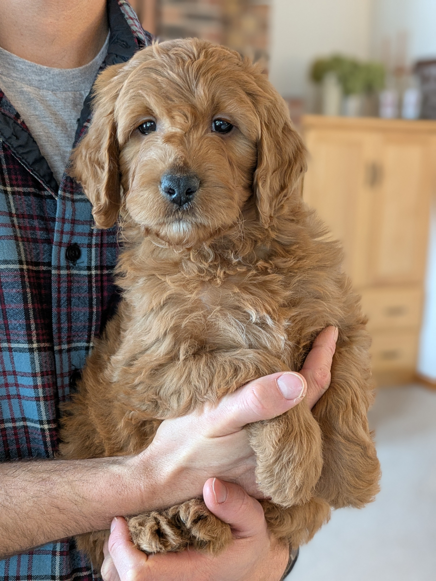 Meet Peter The Goldendoodle!