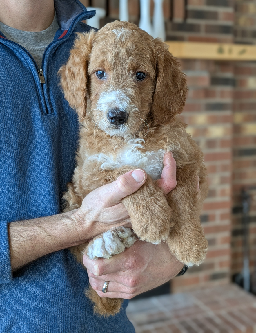 Meet Wendy The Red Cedar Farms Goldendoodle!
