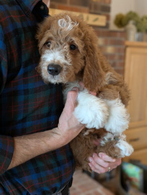 Meet Curly The Goldendoodle!