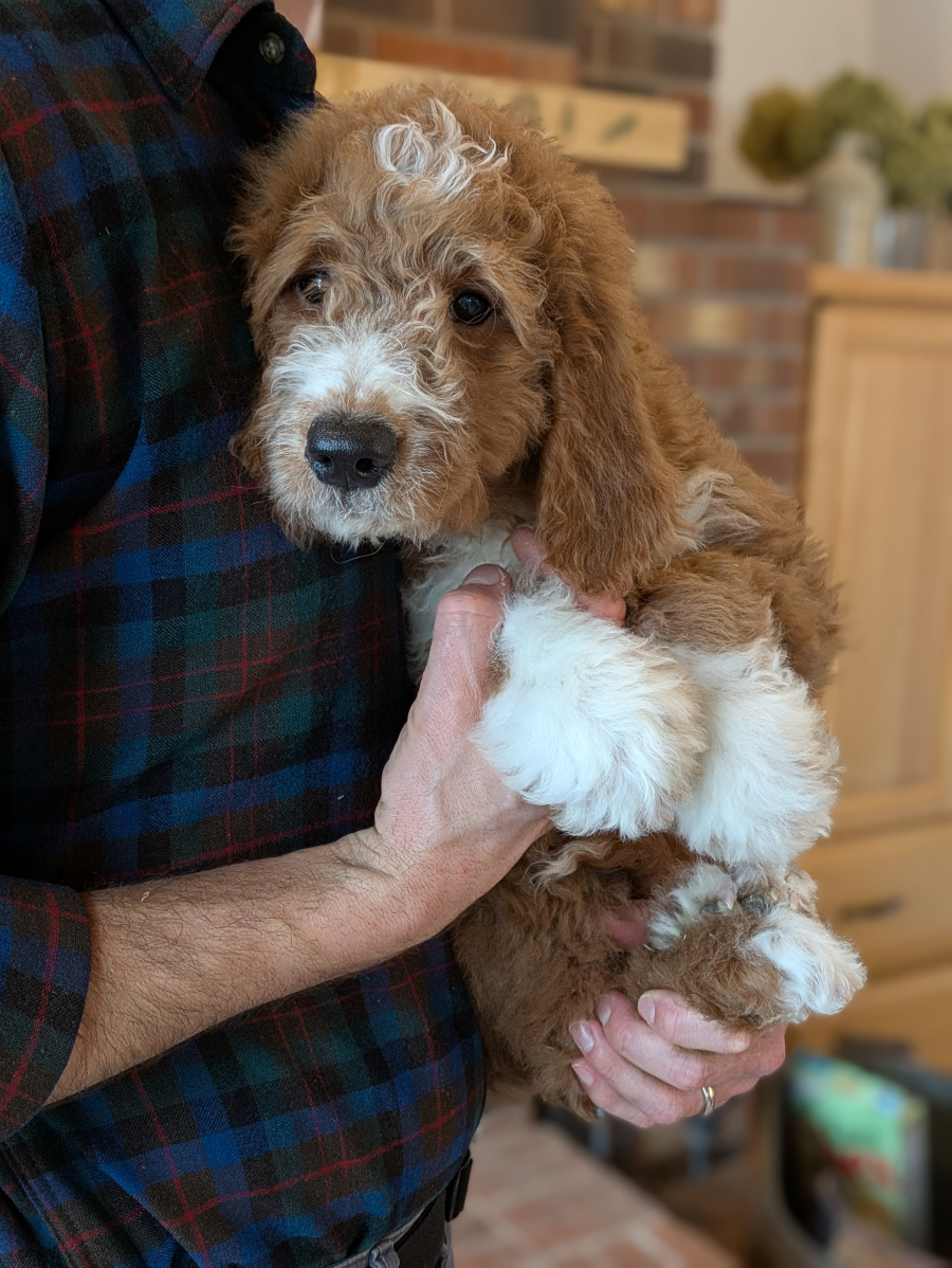 Meet Curly The Goldendoodle!