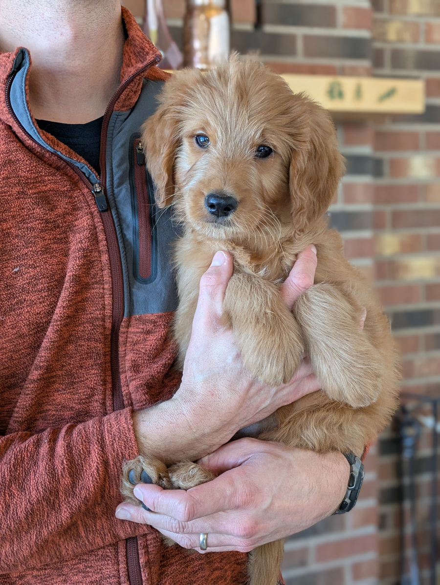 Meet Ginny The Goldendoodle!