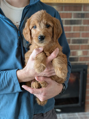 Meet Hermione The Goldendoodle!
