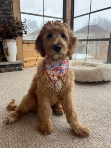 IMG 1951 Red Cedar Farms Goldendoodles Reputable Goldendoodle Puppy Breeders in Minnesota