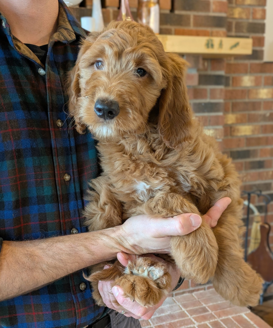 Meet John The Goldendoodle!