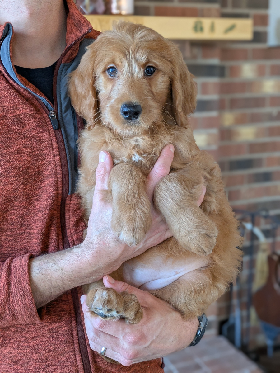 Meet Luna The Goldendoodle!
