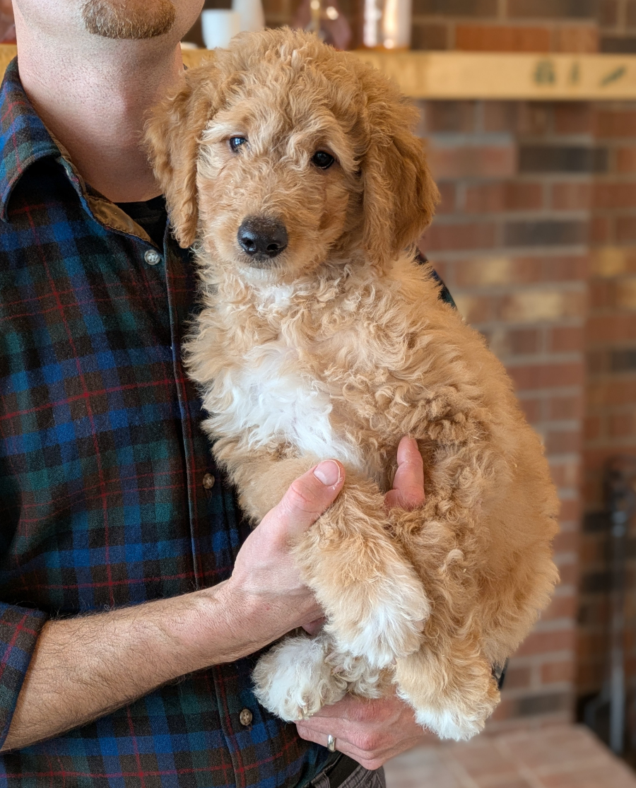 Meet Michael The Goldendoodle!
