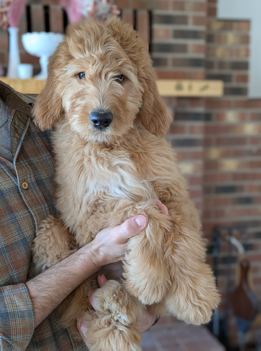 Meet Peter Pan The Goldendoodle!