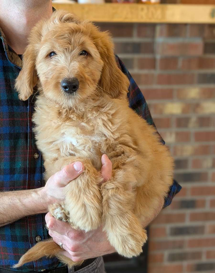 Meet Peter Pan The Goldendoodle!