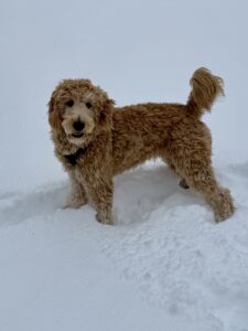 AD444C00 0423 4388 AD8A 73254C36A950 1 105 c Red Cedar Farms Goldendoodles Reputable Goldendoodle Puppy Breeders in Minnesota