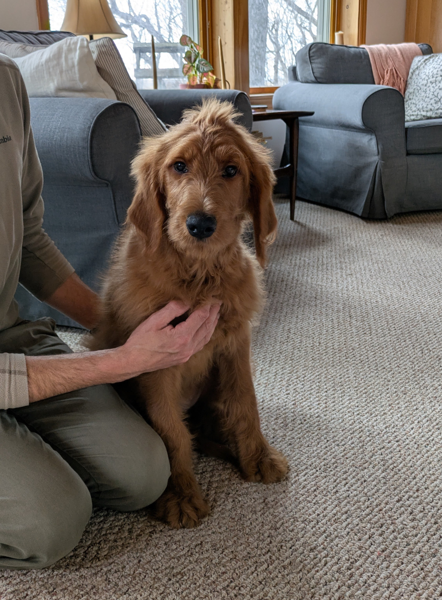 Congratulations To Marie & Ben Of Minnetonka, MN On The Adoption Of Arnie!