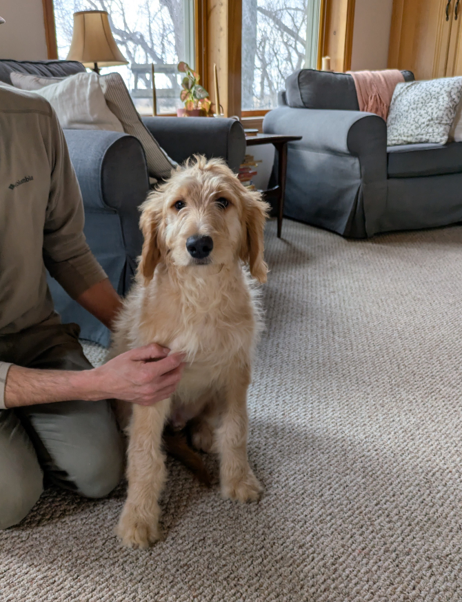 Meet Harry The Goldendoodle!