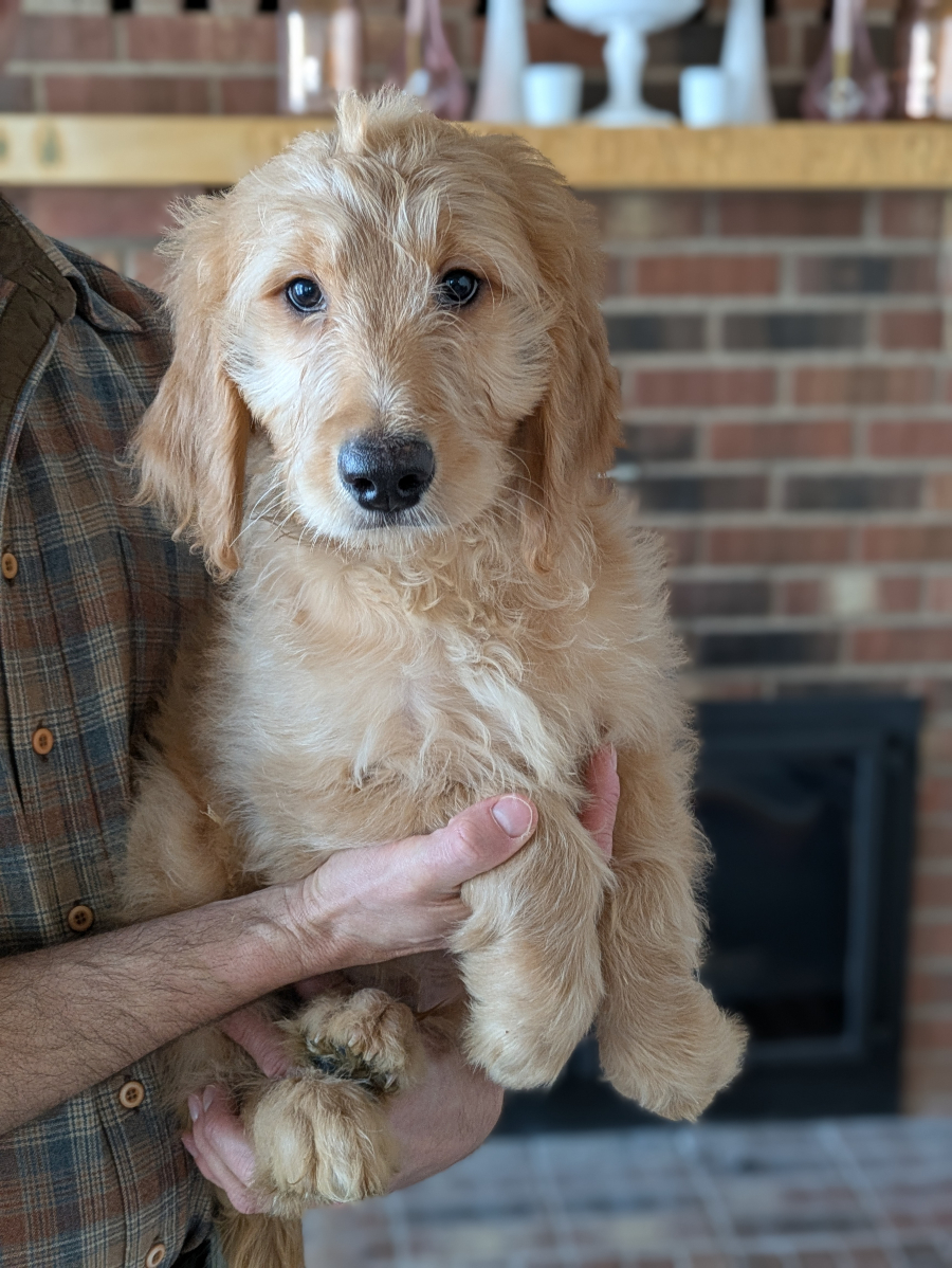 Meet Harry The Goldendoodle!