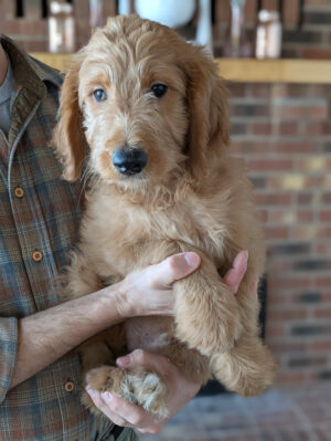 Meet Ron The Goldendoodle!