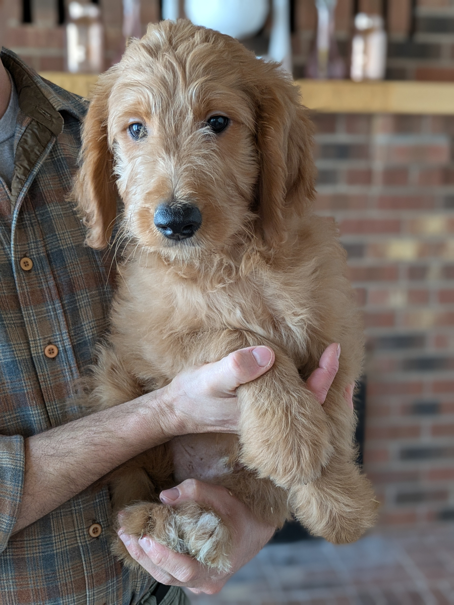Meet Ron The Goldendoodle!