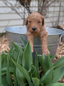 Red Cedar Farms Goldendoodle Puppies!