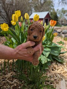 Red Cedar Farms Goldendoodle Puppies